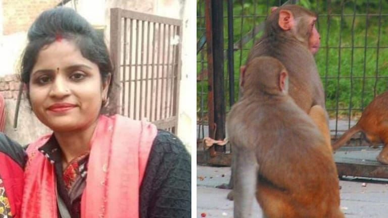 फिरोजाबाद: छत पर बंदरों ने किया महिला पर हमला, उठी दो मासूमों के सिर से मां की ममता UP Tak