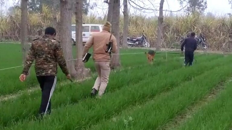 बरेली: गन्ने के खेत में मिला महिला का शव, फॉरेंसिक टीम को लेकर पहुंची पुलिस, जानें मामला UP Tak