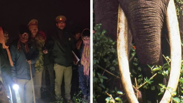 बहराइच: खेती कर रहे किसानों को नहीं दिखे घने कोहरे में हाथी, फिर वो हुआ जो नहीं होना था UP Tak