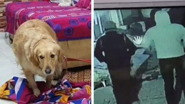 मेरठ: डकैती डालने आए बदमाशों से भिड़ गया डॉगी ‘जिम्मी’, पिस्टल देख हुआ हमलावर और फिर… UP Tak