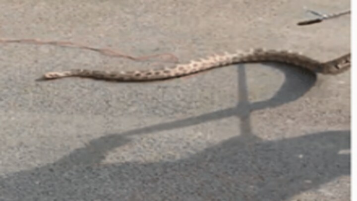 कानपुर: जिसने देखा अजगर का ‘कांड’ उसके मुंह से निकला बाप-रे-बाप…DRDO ऑफिस में मचा हड़कंप UP Tak