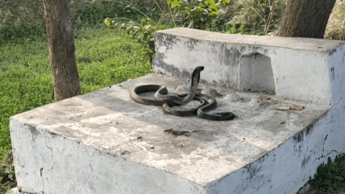बदायूं: नागिन की लाश पर पहरा दे रहा नाग, फ़िल्मी कहानी बनी हकीकत, देखने उमड़ी भीड़ UP Tak