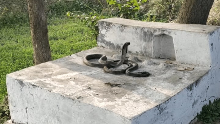 बदायूं: नागिन की लाश पर पहरा दे रहा नाग, फ़िल्मी कहानी बनी हकीकत, देखने उमड़ी भीड़ UP Tak