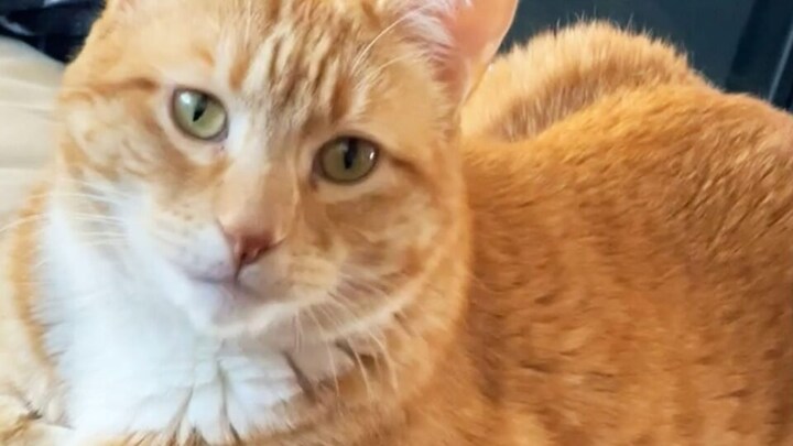 बरेली: बिल्ली ने खा लिया पड़ोसी का मुर्गा…फिर खूब चले लाठी-डंडे UP Tak