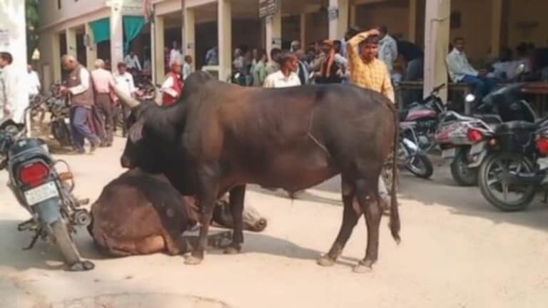 UP Budget 2023: छुट्टा गोवंश की समस्या के समाधान के लिए योगी सरकार ने किए ये बड़े ऐलान UP Budget 2023: छुट्टा गोवंश की समस्या के समाधान के लिए योगी सरकार ने किए ये बड़े ऐलान