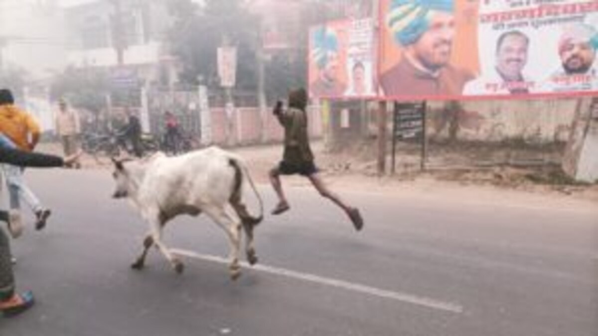 बहराइच: मैराथन में अचानक घुस आई गाय, प्रतिभागियों के साथ लगाने लगी दौड़, लोग हुए हैरान UP Tak