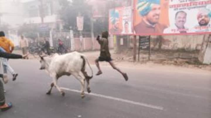 बहराइच: मैराथन में अचानक घुस आई गाय, प्रतिभागियों के साथ लगाने लगी दौड़, लोग हुए हैरान UP Tak