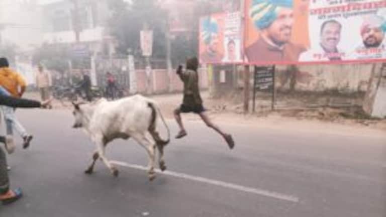 बहराइच: मैराथन में अचानक घुस आई गाय, प्रतिभागियों के साथ लगाने लगी दौड़, लोग हुए हैरान UP Tak
