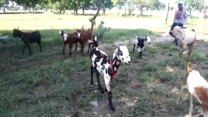 नोएडा: पुलिस ने 110 बकरियां पकड़कर शेल्टर होम भेजीं, साल भर मैनेजर बोला- सबकी मौत हो गई UP Tak