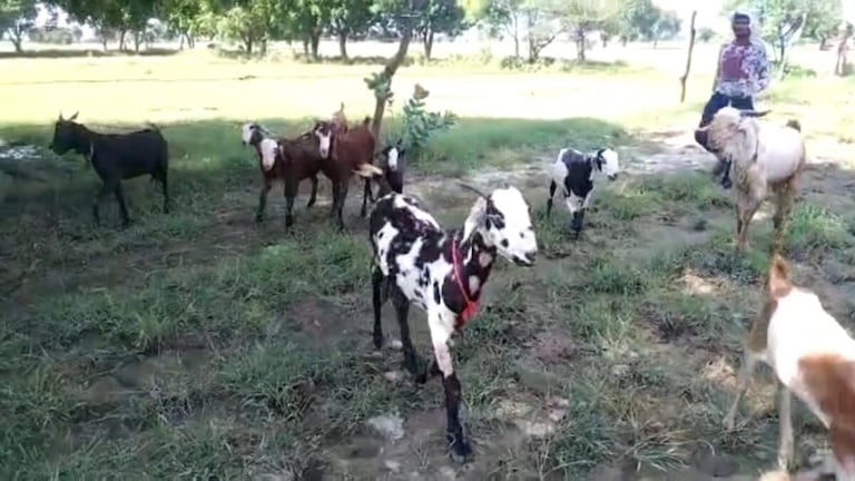 नोएडा: पुलिस ने 110 बकरियां पकड़कर शेल्टर होम भेजीं, साल भर मैनेजर बोला- सबकी मौत हो गई UP Tak