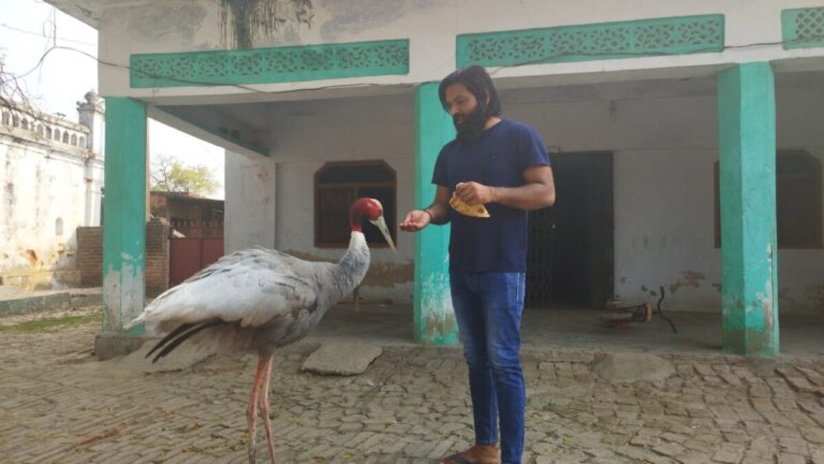 तेरा-मेरा याराना! अमेठी के आरिफ और सारस की अनोखी दोस्ती, साए की तरह रहता है साथ UP Tak