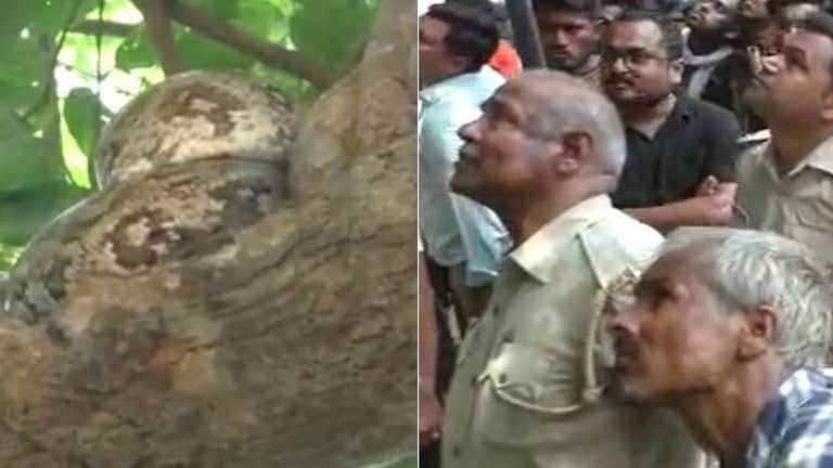 हमीरपुर: बाढ़ से जान बचाने के लिए पेड़ पर चढ़ा अजगर, नीचे लगी देखने वालों की भीड़ UP Tak