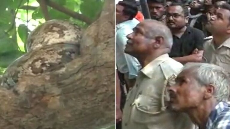 हमीरपुर: बाढ़ से जान बचाने के लिए पेड़ पर चढ़ा अजगर, नीचे लगी देखने वालों की भीड़ UP Tak