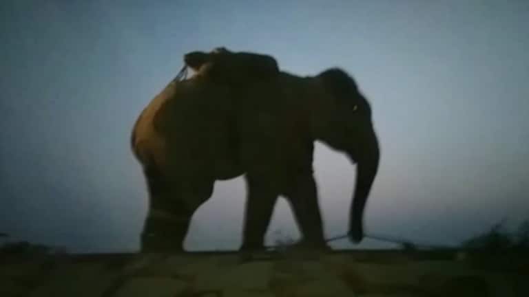 बहराइच: खेत में चावल निकालने गया था युवक, जंगली हाथियों ने पटककर मार डाला UP Tak