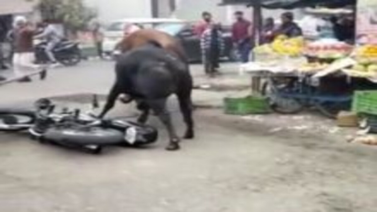 बिजनौर: बाजार में दो सांड आपस में भिड़े, राहगीर की गाड़ी क्षतिग्रस्त, वीडियो वायरल UP Tak