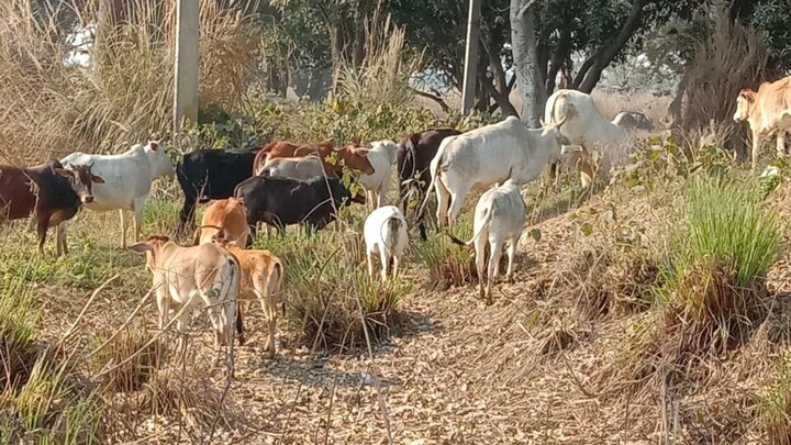 वाराणसी में बन रहा UP का पहला इलेक्ट्रिक पशु शवदाह गृह, 2.24 करोड़ रुपये आएगी लागत UpTak