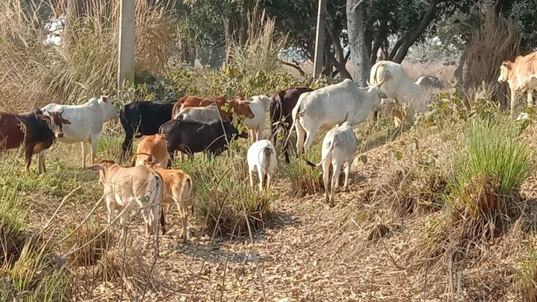 वाराणसी में बन रहा UP का पहला इलेक्ट्रिक पशु शवदाह गृह, 2.24 करोड़ रुपये आएगी लागत UpTak