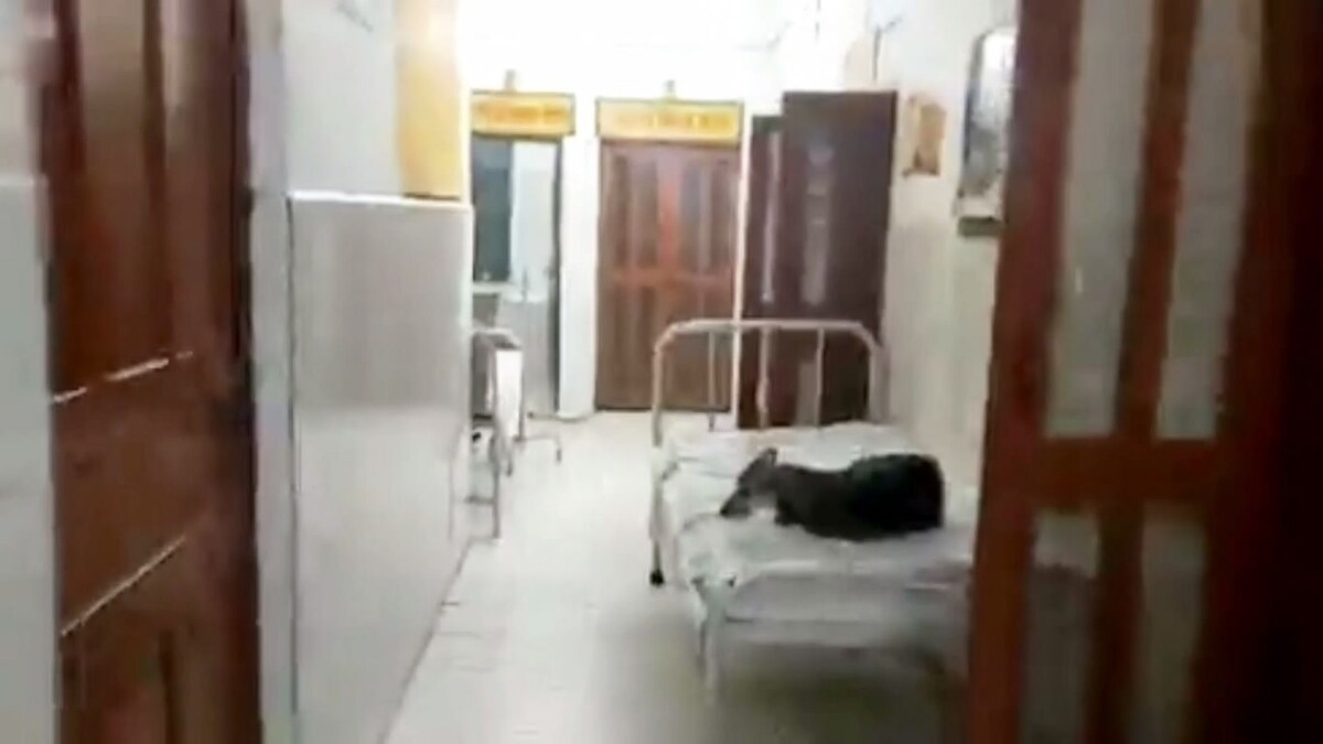लापरवाही! चंदौली में PHC में मरीज की जगह बेड पर कुत्ता आराम फरमाता नजर आया, वीडियो वायरल UP Tak