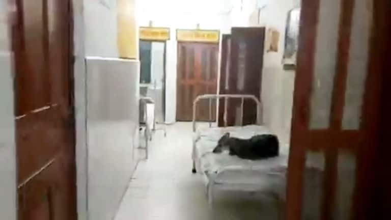 लापरवाही! चंदौली में PHC में मरीज की जगह बेड पर कुत्ता आराम फरमाता नजर आया, वीडियो वायरल UP Tak