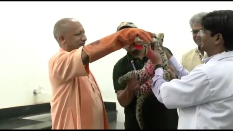 फिर दिखा योगी का पशु प्रेम! जब सीएम ने गोद में लेकर तेंदुए के शावक को बोतल से पिलाया दूध UP Tak