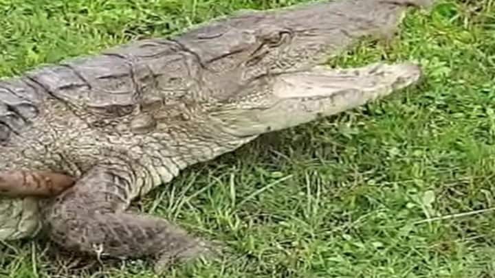 सीतापुर: झोपड़ी के बाहर मगरमच्छ देख चीखने लगे ग्रामीण, मुंह पर बोरा बांध ऐसे ले गए नदी में UP Tak