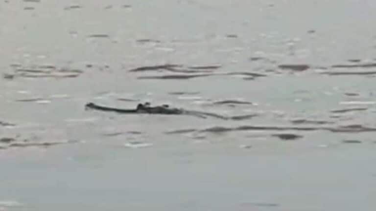 गाजीपुर में गंगा का जलस्तर बढ़ा, नदी में घड़ियाल तैरता देख तटवर्ती रहवासियों के उड़े होश UP Tak