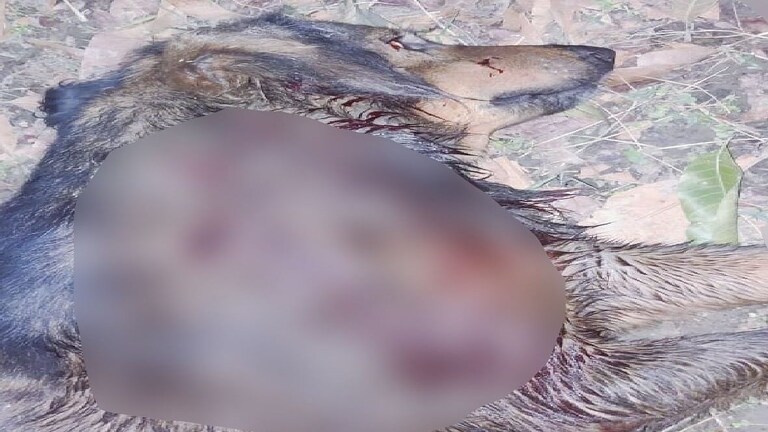 ग्रेटर नोएडा: पालतू कुत्ते के भौंकने पर पड़ोसी ने मारी गोली, पुलिस थाने में पहुंचा मामला UP Tak