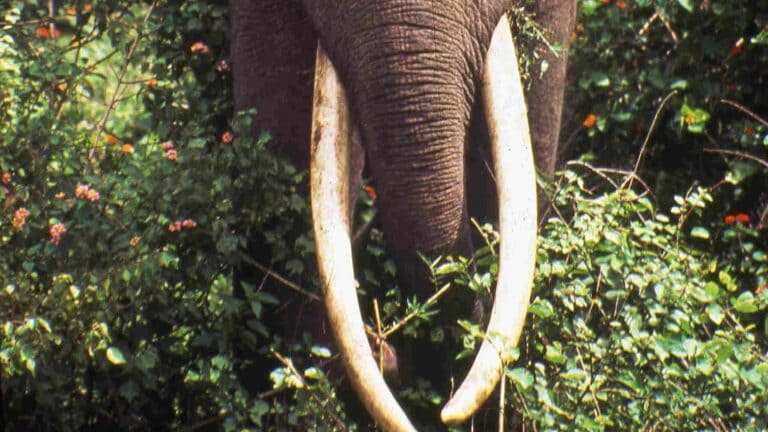 लखीमपुर में हाथियों का कहर, नदी के किनारे बकरी चरा रहे दो ग्रामीणों को कुचला UP Tak