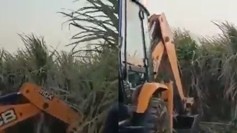 मेरठ: बुल्डोजर से गन्ने की फसल को प्रशासन ने गिराया, जानें क्यों हुई ये कार्रवाई UPTak