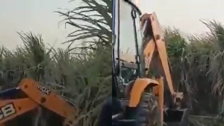 मेरठ: बुल्डोजर से गन्ने की फसल को प्रशासन ने गिराया, जानें क्यों हुई ये कार्रवाई UP Tak