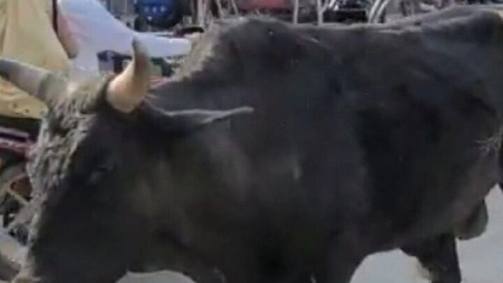 लखनऊ: नगर निगम की टीम से अचानक छूट गया सांड और पास खड़े मासूम को पटक दिया, मचा हड़कंप UP Tak