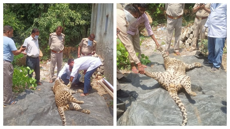 रामपुर: पीपलीवन जंगल क्षेत्र में तेंदुए का मिला शव, मौत का कारण स्पष्ट नहीं UP Tak