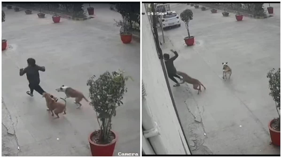गाजियाबाद: सोसायटी में 11 साल की बच्ची पर कुत्तों के झुंड ने किया हमला, डॉग ने पैर पर काटा UP Tak
