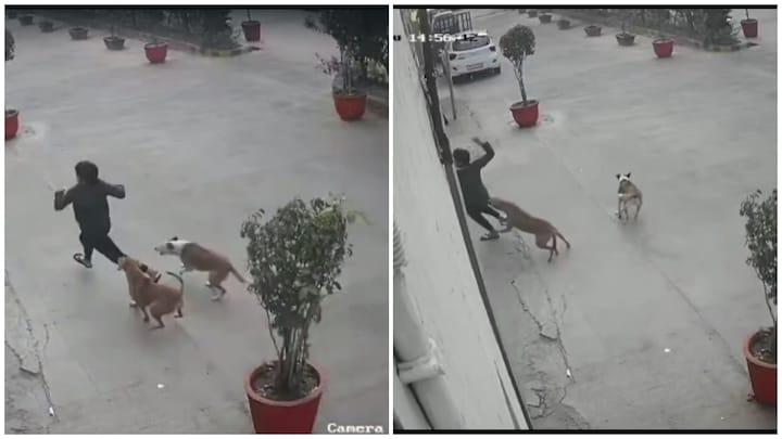 गाजियाबाद: सोसायटी में 11 साल की बच्ची पर कुत्तों के झुंड ने किया हमला, डॉग ने पैर पर काटा UP Tak