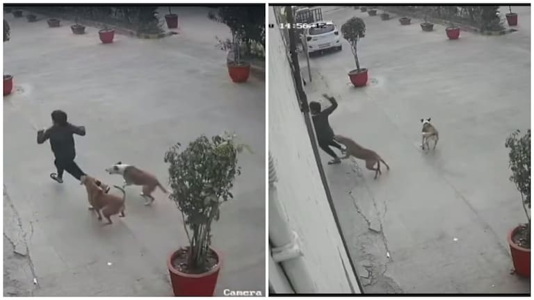 गाजियाबाद: सोसायटी में 11 साल की बच्ची पर कुत्तों के झुंड ने किया हमला, डॉग ने पैर पर काटा UP Tak
