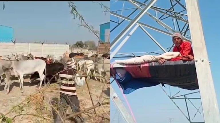 कानपुर देहात: आवारा पशुओं से खेतों की रखवाली के लिए किसान हाईटेंशन लाइन के खंभों पर चढ़ गए UP Tak