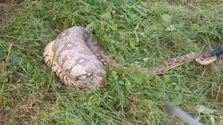 कानपुर: लेफ्टिनेंट कर्नल के घर में अजगर ने डॉगी का निगला लिया सिर, Video वायरल UP Tak