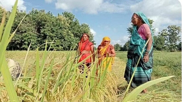 गोरखपुर: मजदूरी करते-करते बनी सफल महिला किसान, इस तरीके की किसानी ने बदल दी किस्मत UP Tak