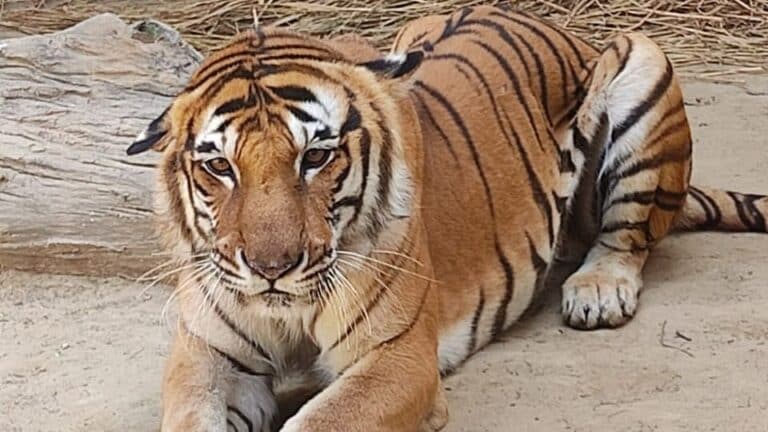 जिसकी खूंखार दहाड़ से कांप जाते थे कई गांवों के लोग, उस ‘किशन’ बाघ की कैंसर से हुई मौत UP Tak