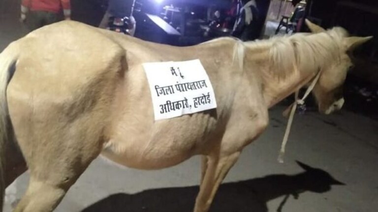 हरदोई: विरोध का गजब तरीका! घोड़े पर लिख दिया ‘मैं हूं जिला पंचायतराज अधिकारी हरदोई’ देखें UP Tak