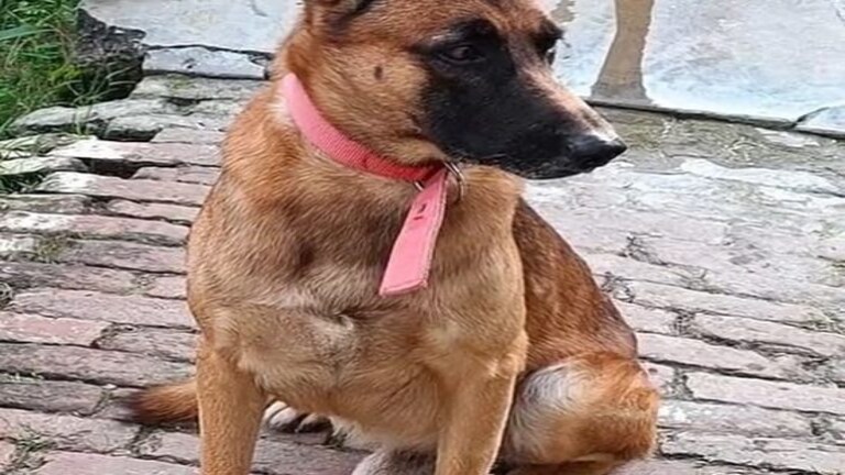 कासगंज: जॉनी Dog को SP समेत पुलिस विभाग ने किया सैल्यूट, इसके कारनामे जानकर चौंक जाएंगे आप UP Tak