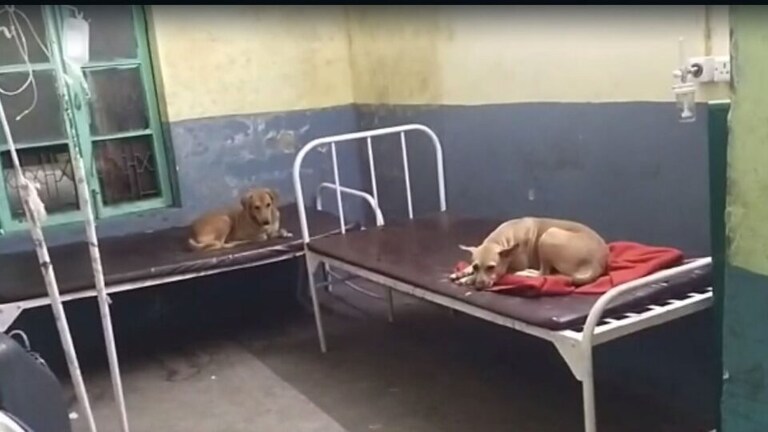लखीमपुर: सरकारी अस्पताल में बेड पर कंबल में आराम फरमाते दिखे कुत्ते, तीमारदार फर्श पर सोया UP Tak