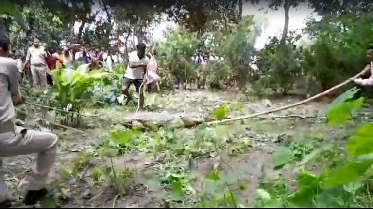 मैनपुरी: गांव में मगरमच्छ दिखने से मचा हड़कंप, काफी मशक्कत के बाद पकड़ा गया UP Tak