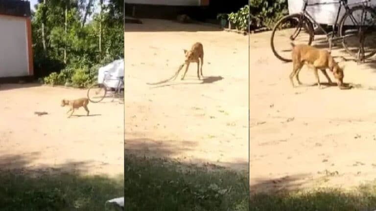 मिर्जापुर: मालिक की जान बचाने के लिए  7 फीट लंबे सांप से भिड़ गया डॉगी, की 30 मिनट तक फाइट UP Tak