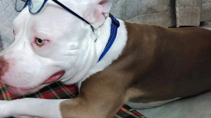 गाजियाबाद में पिटबुल ने मासूम पर किया अटैक, लगाने पड़े 150 से ज्यादा टांके, देखें UP Tak