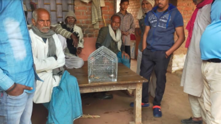 कानपुर में पकड़ा गया संदिग्ध कबूतर, गले में ताबीज…खून के छींटे और उर्दू में लिखा खत बरामद UP Tak