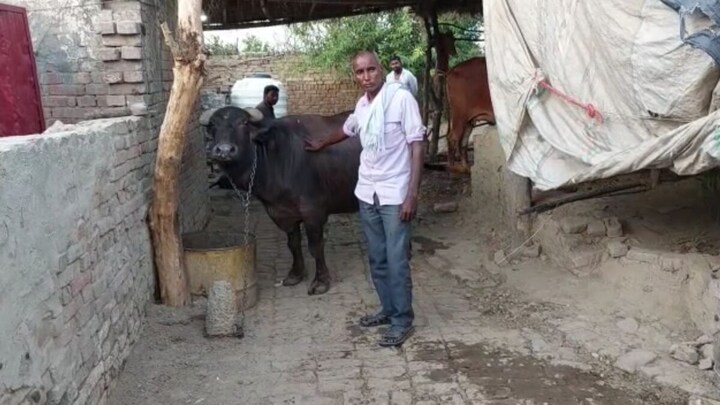 शामली: भैंस के असली मालिक का पता लगाने के लिए होगा DNA टेस्ट, SP ने दिए आदेश UP Tak