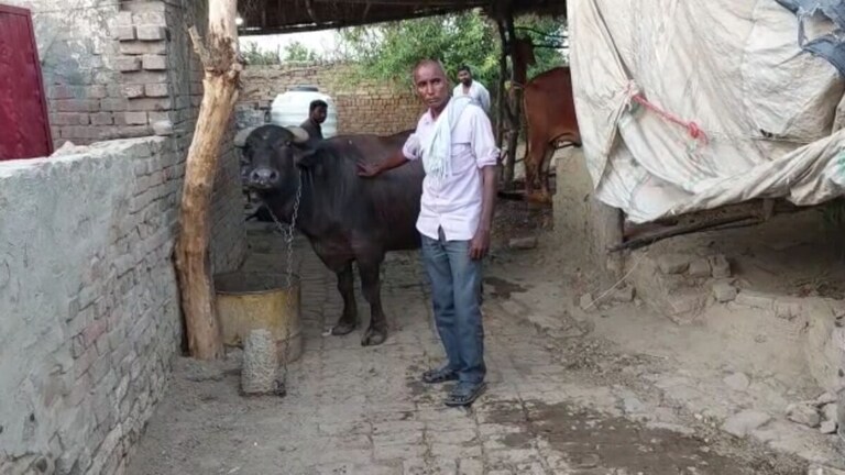 शामली: भैंस के असली मालिक का पता लगाने के लिए होगा DNA टेस्ट, SP ने दिए आदेश UP Tak