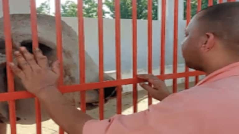 नंदी से मिलकर सीएम योगी ने उससे पूछा सवाल, बोले-‘काहे नाराज है?’ वीडियो हो रहा वायरल UP Tak