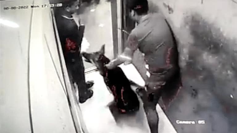नोएडा: लिफ्ट में युवक को कुत्ते ने काटा, गाजियाबाद की घटना के बाद ये CCTV फुटेज हुआ वायरल UP Tak